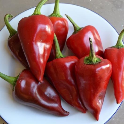 พริกหวานสเปนพิควิลโล - Piquillo Pepper