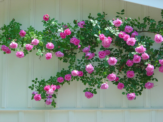 กุหลาบเลื้อยสีชมพู - Pink Climbing rose
