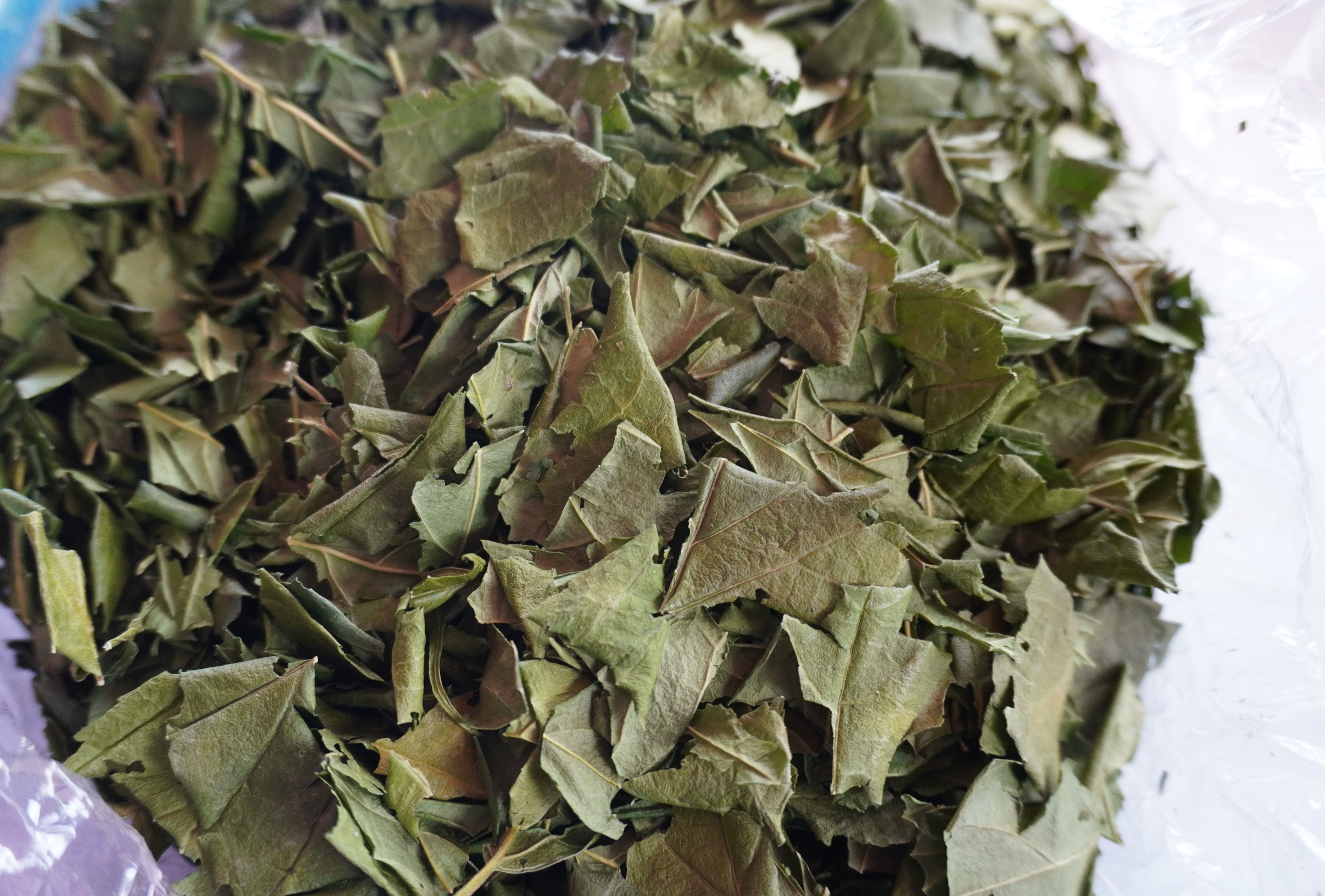 เชียงดาอบแห้ง ชาเชียงดา ขนาด 500 กรัม ใบเชียงดาปลอดสาร Gymnema inodorum ได้รับเครื่องหมาย ประทับตรา NFI ผักเชียงดาปลอดสาร ไม่ผสมสมุนไพรตัวอื่นๆ เหมาะสำหรับผู้ที่มีปัญหา เบาหวาน ความดันโลหิตสูง ไขมันพอกตับ ไขมันในเส้นเลือด ช่วยในเรื่องลดคลอเรสเตอรอล