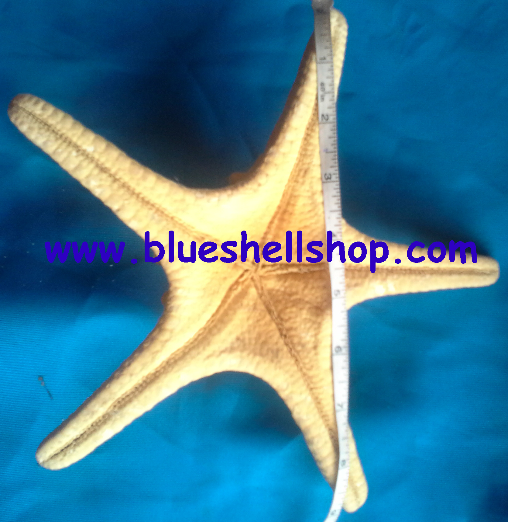 ปลาดาวหนาม