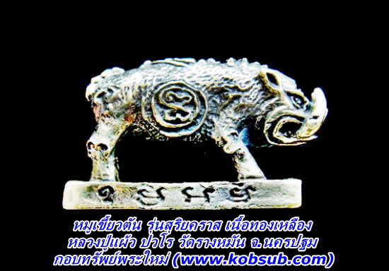 หมูเขี้ยวตัน รุ่นสุริยคราส เนื้อทองเหลือง หลวงปู่แผ้ว ปวโร