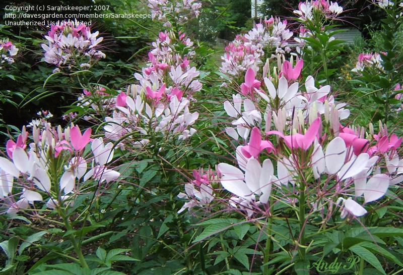 ผักเสี้ยนฝรั่งคละสี - Mixed Cleome
