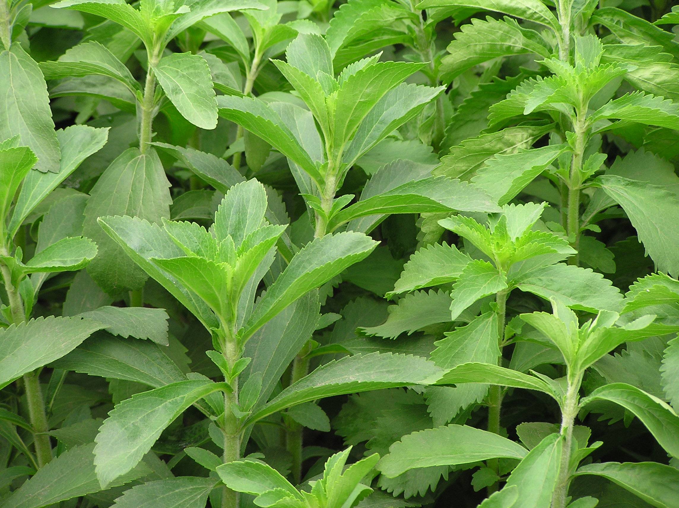 หญ้าหวาน - Stevia (Stevia rebaudiana)