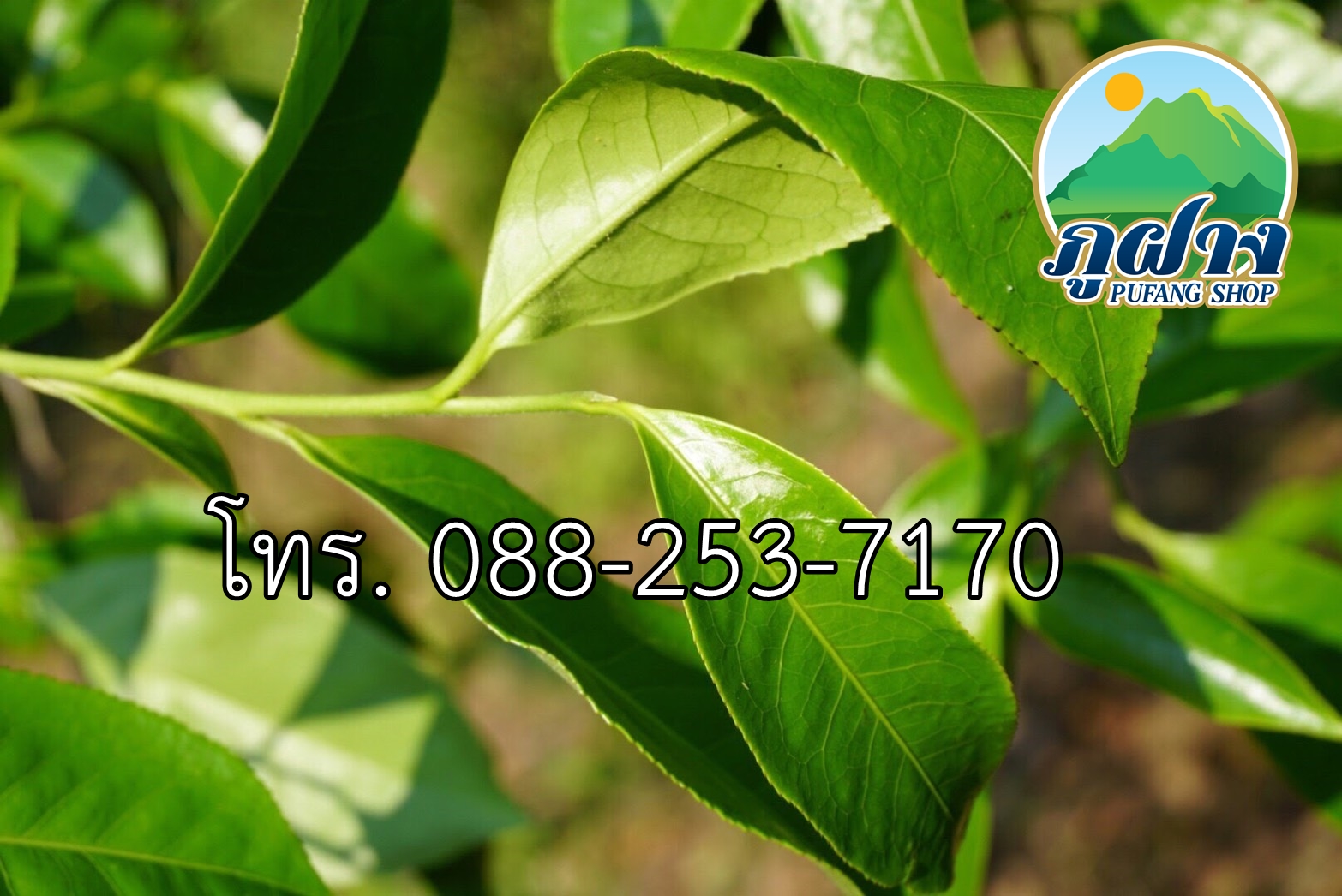 ใบชาสด ขนาด 500 กรัม ชาเขียวอัสสัมแบบสด ASSAM GREEN TEA ชาออแกร์นิค ชาป่า จากดอยลาง อ.แม่อาย สามารถนำไปประกอบอาหาร เช่น ยำเมี่ยง (ยำใบชา) สินค้า Preoder ต้องสั่งล่วงหน้า**