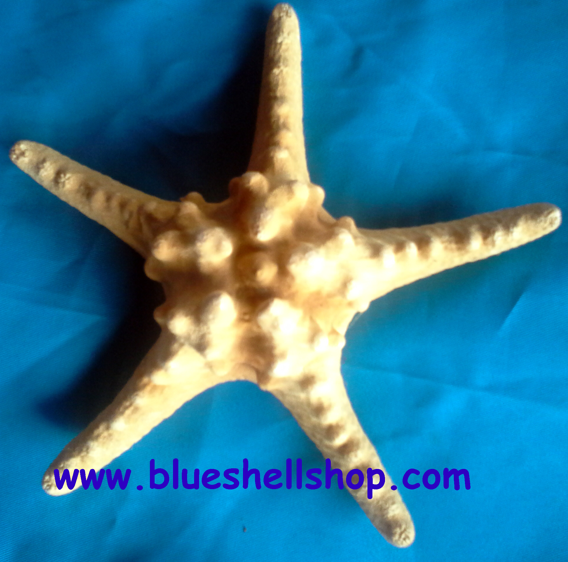 ปลาดาวหนาม