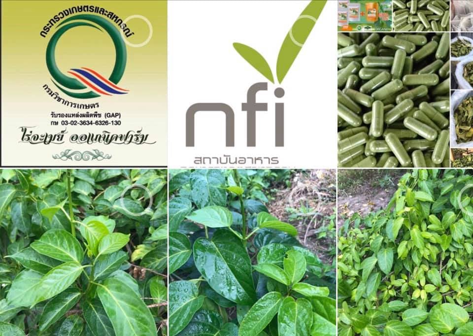 เชียงดาแคปซูล 60 เม็ด Gymnema เชียงดาแคปซูล Organic Chiangda Tea ได้รับเครื่องหมาย ประทับตรา NFI ผักเชียงดาอัดแคปซูลปลอดสารสำหรับผู้ที่มีปัญหาระดับน้ำตาลในเลือดสูง ช่วยปรับระดับอินซูลินในร่ายกายให้อยู่ในสภาวะที่สมดุล