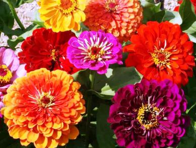 บานชื่นแคลิฟอร์เนียไจแอ้นท์คละสี - Mixed California Giant Zinnia