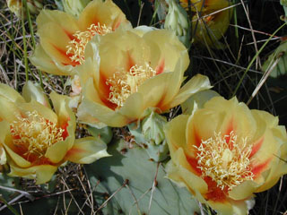 พริคลี่แพร์ทวิสสไพน์ - Opuntia Macrorhiza