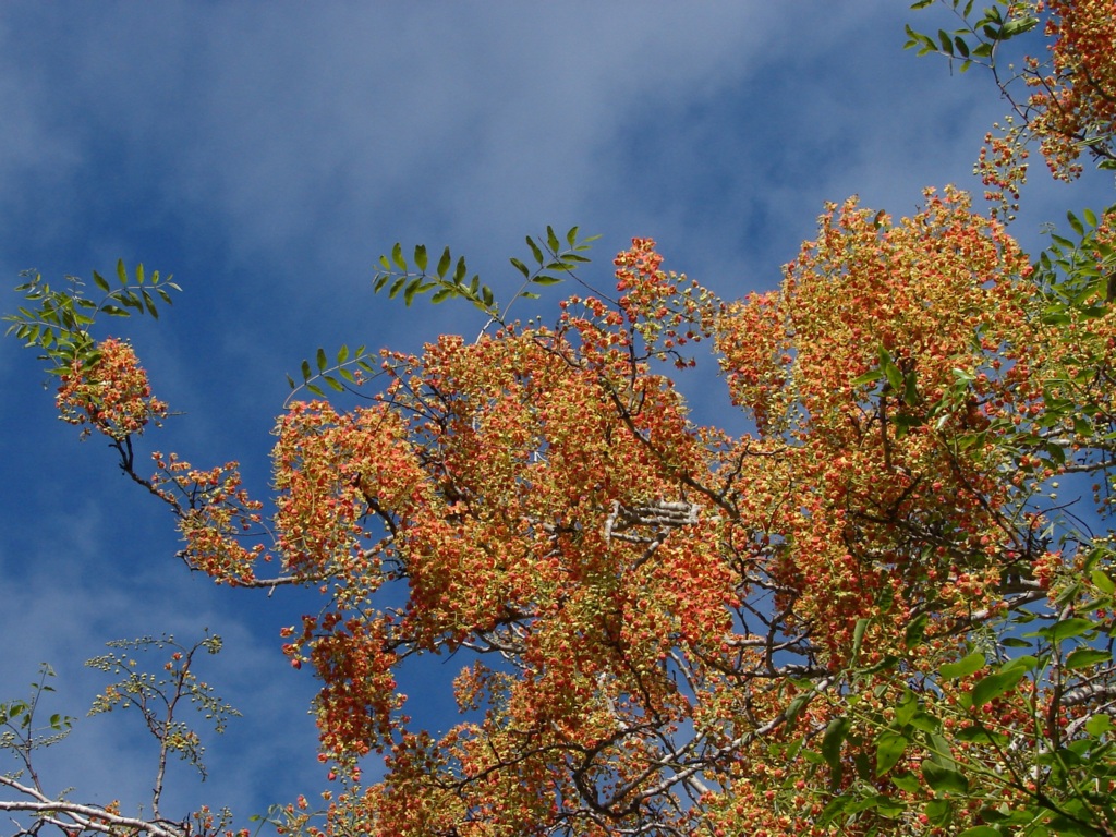คูนสองสี - Cassia brewsteri