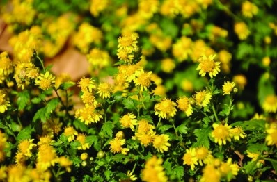 เก๊กฮวยป่าสีเหลือง - Dendranthema indicum