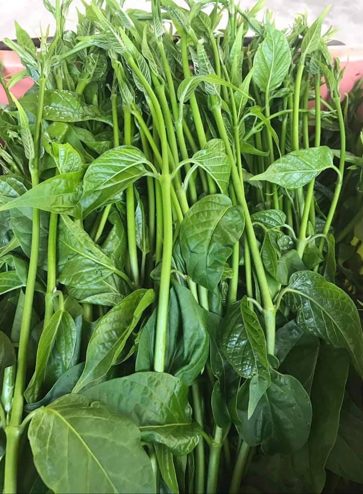 ผักเชียงดาแคปซูล Chiangda Capsule 150เม็ด ออร์แกนิค100% NFI ควบคุมเบาหวาน ลดความดัน ลดไขมันพอกตับ ดีท็อกซ์ แคปซูลพืช500mg ไม่ผสมสมุนไพรอื่น ปลอดสารเคมี จากเชียงใหม่ Organic Diabetes Blood Pressure Cholesterol Detox