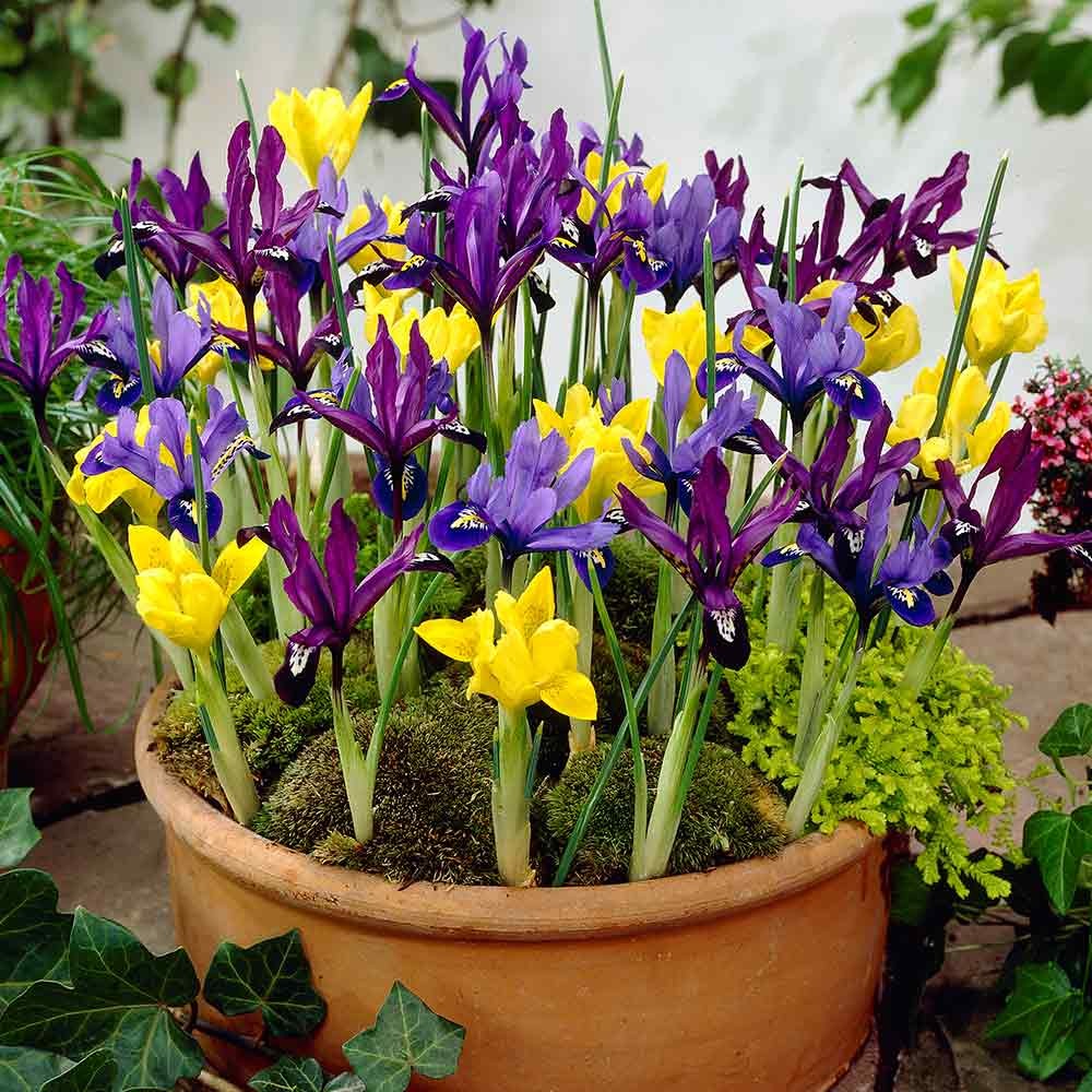 ไอริสดัชช์ - Iris hollandica