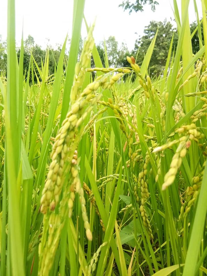 ข้าวญี่ปุ่นโคชิฮิคาริ - Koshihikari Japanese Rice