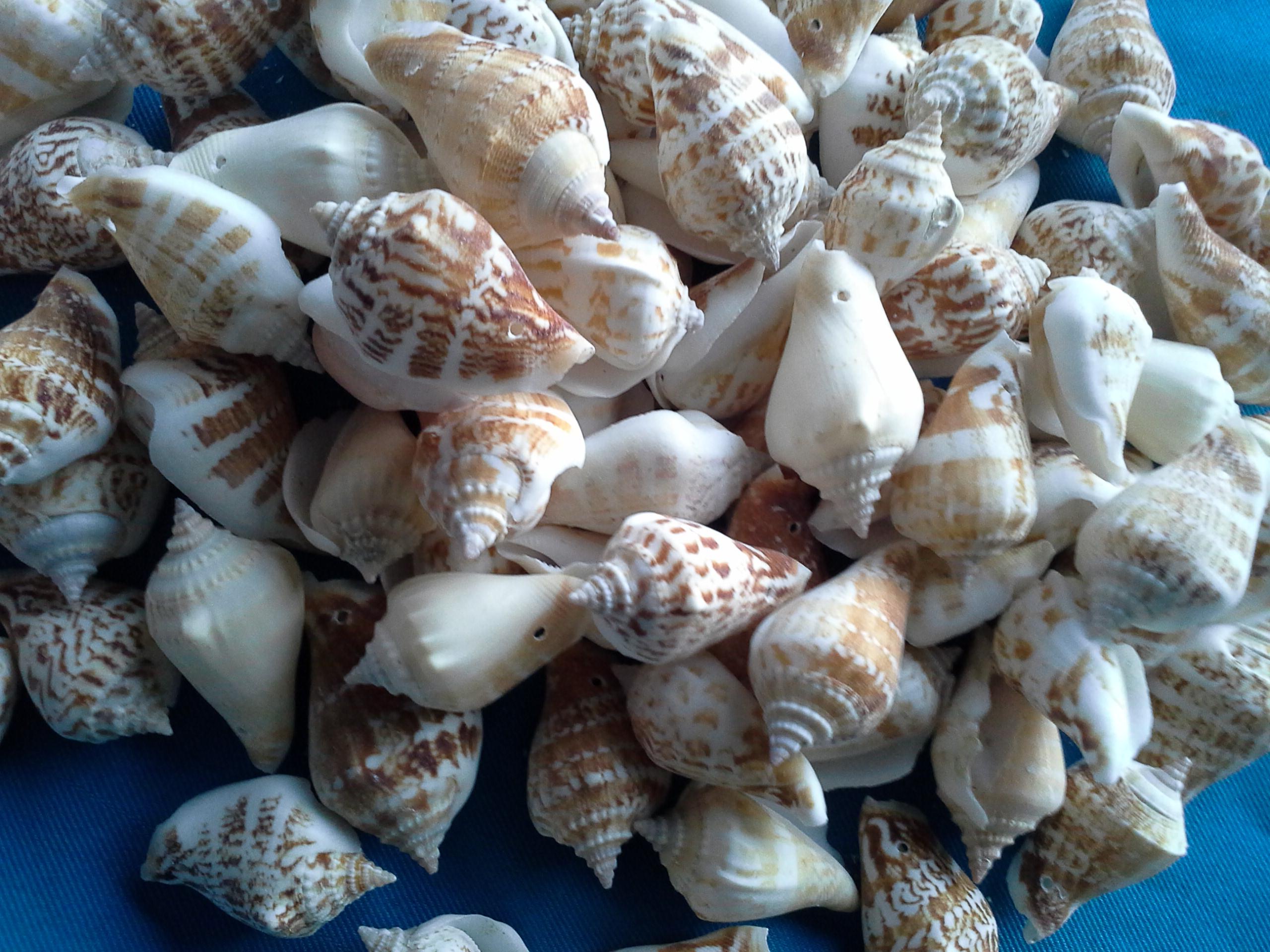 เปลือกหอยปากส้ม