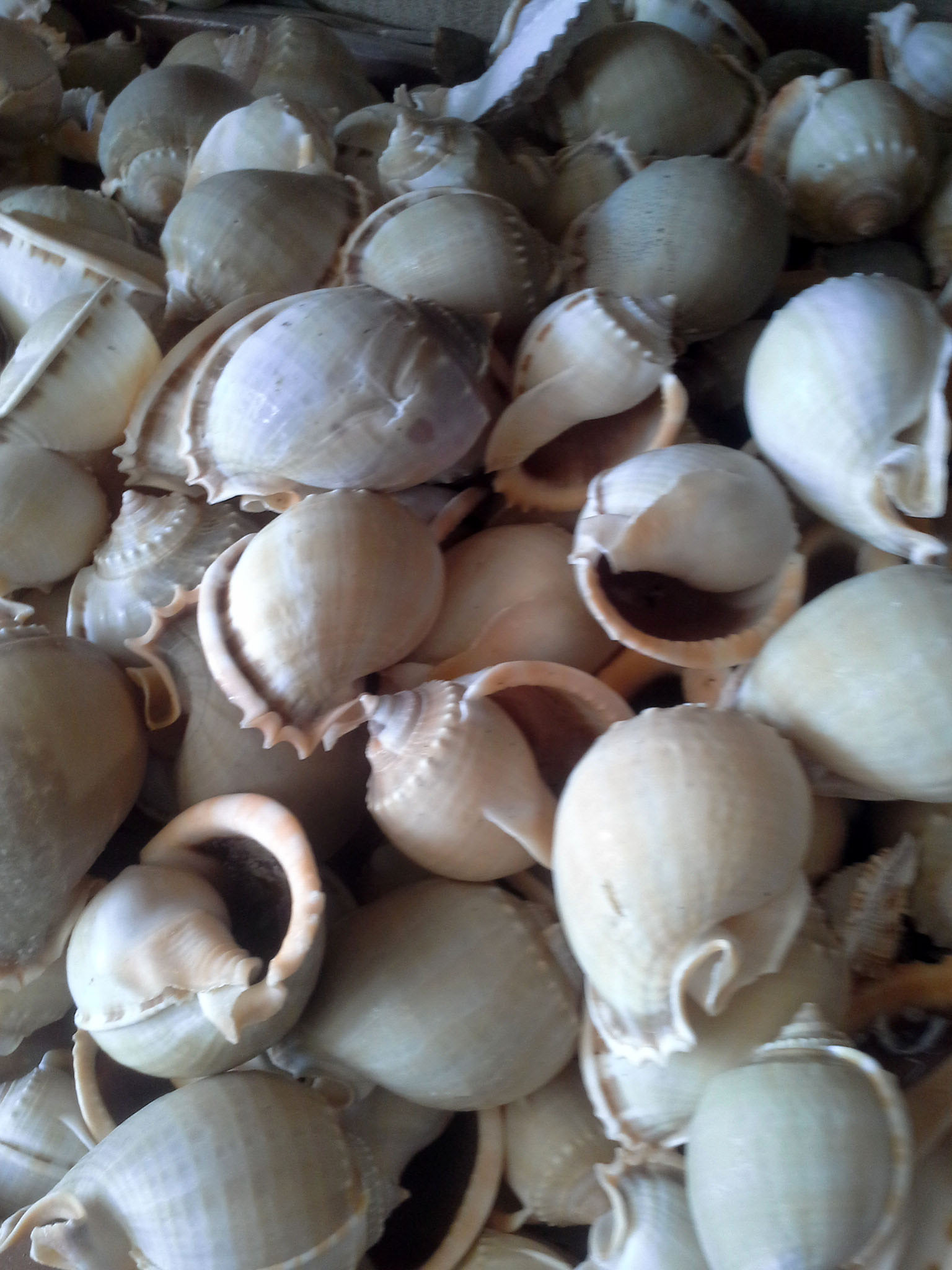 หอยต่ายเทาชั่งกิโล