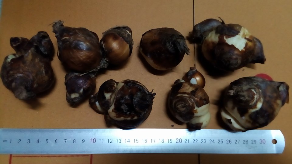 นาร์ซิสซัสทาเซ็ตต้า - Narcissus Tazetta