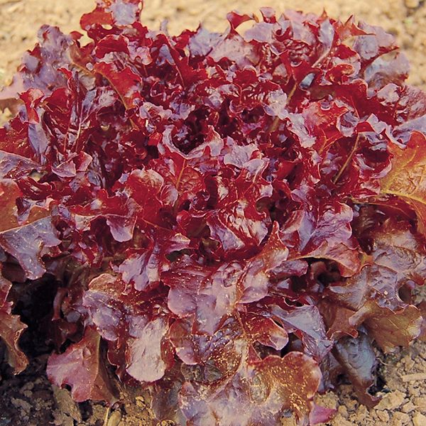 ผักสลัดใบโอ๊คแดง - Red Oakleaf Lettuce