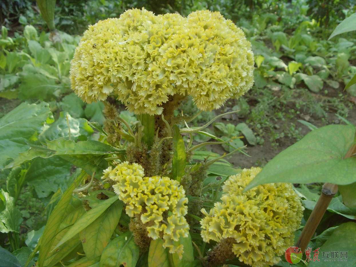 หงอนไก่สีเหลือง - Yellow Cockscomb