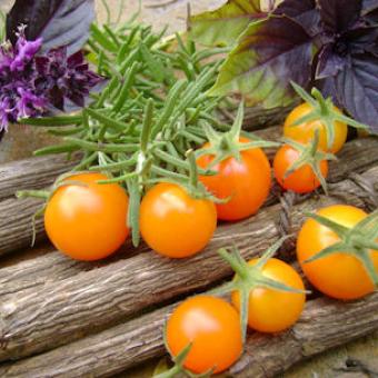 มะเขือเทศซันโกลด์ F1 - Sun Gold F1 Tomato (หวานมาก 11 Brix)