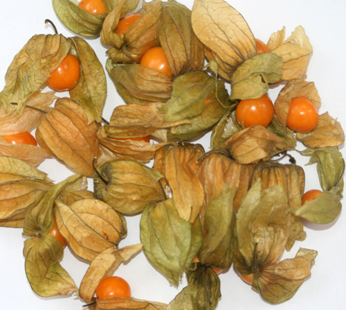 เคพกูสเบอรี่ - Cape Gooseberry