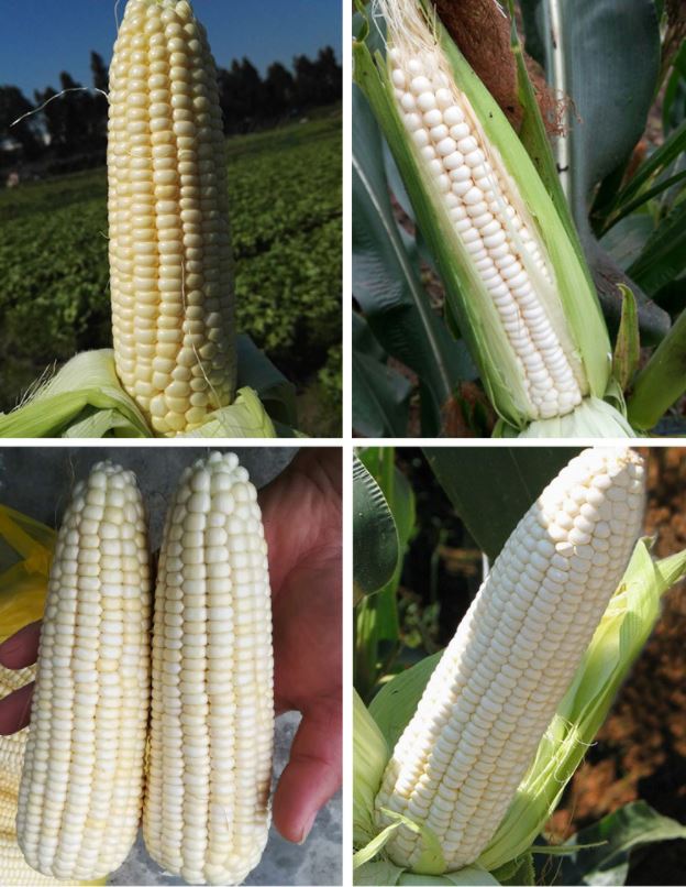 ข้าวโพดสีขาวหอม F1 - White Fragrant Corn F1