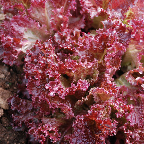 ผักสลัดโลล่าโรสซ่า - Lolla Rossa Lettuce