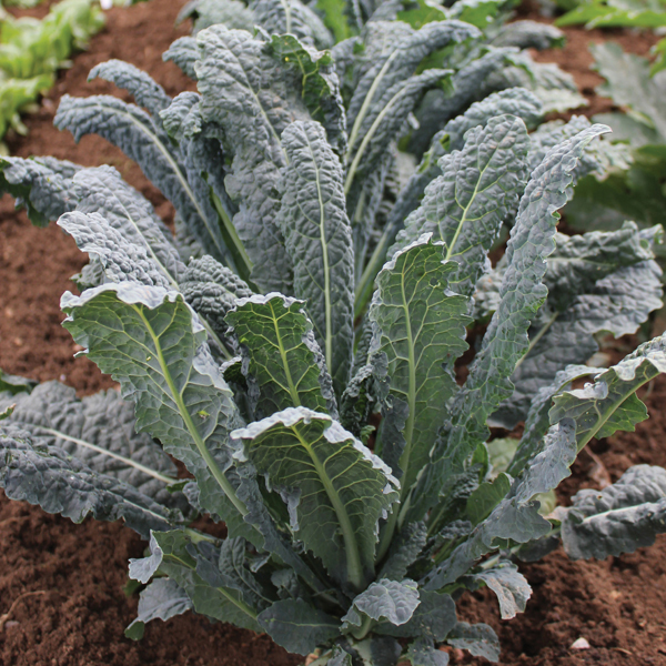 เคลเนโรดิทอสคาน่า - Nero di Toscana Kale