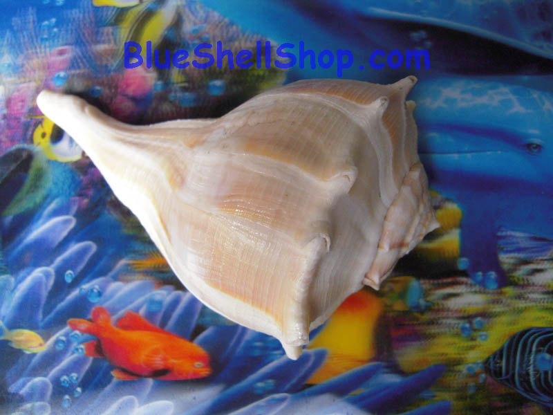 หอยสังขเวียนซ้าย