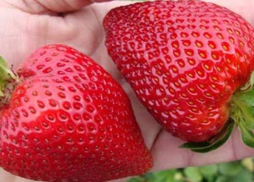 สตรอเบอรี่ผลใหญ่ - Giant Strawberry 20 เมล็ด