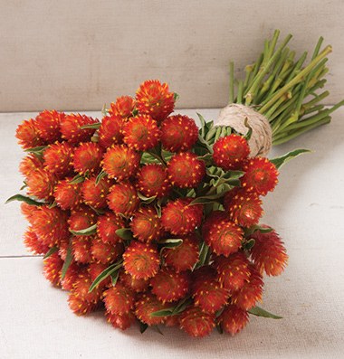 บานไม่รู้โรยสีส้ม - QIS Orange Gomphrena