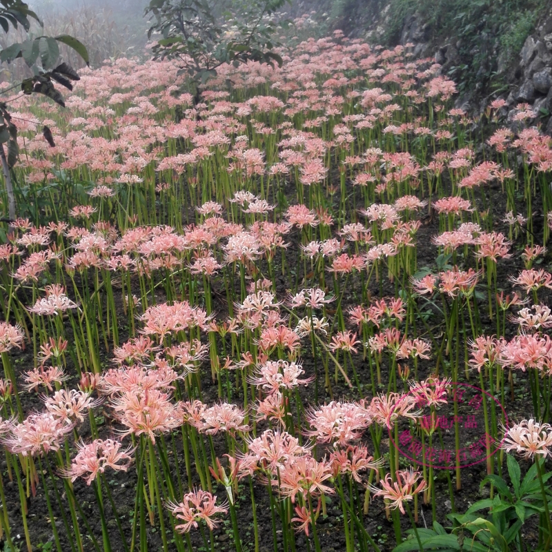 หัวลิลลี่แมงมุมสีพีช - Pink Peach Spider Lily (Lycoris Sp.) 1 หัว