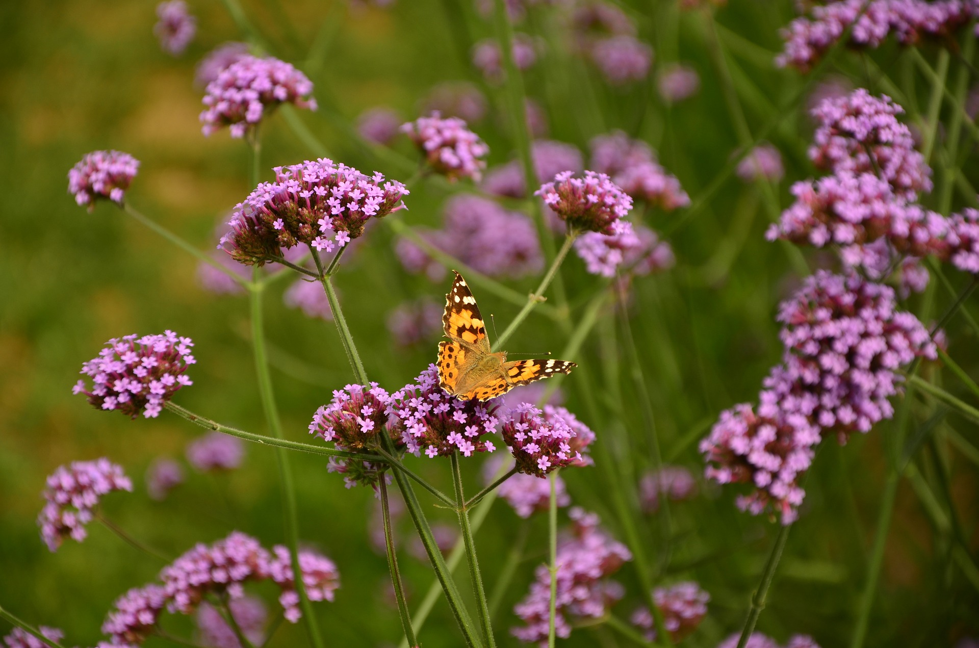 เวอร์บิน่าคละสี - Mixed Verbena (Verbena Tenuisecta)
