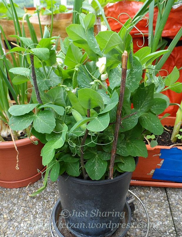 ถั่วลันเตาแคระ - Tom Thumb Dwarf Pea