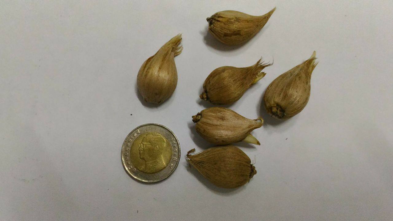 ไอริสดัชช์ - Iris hollandica