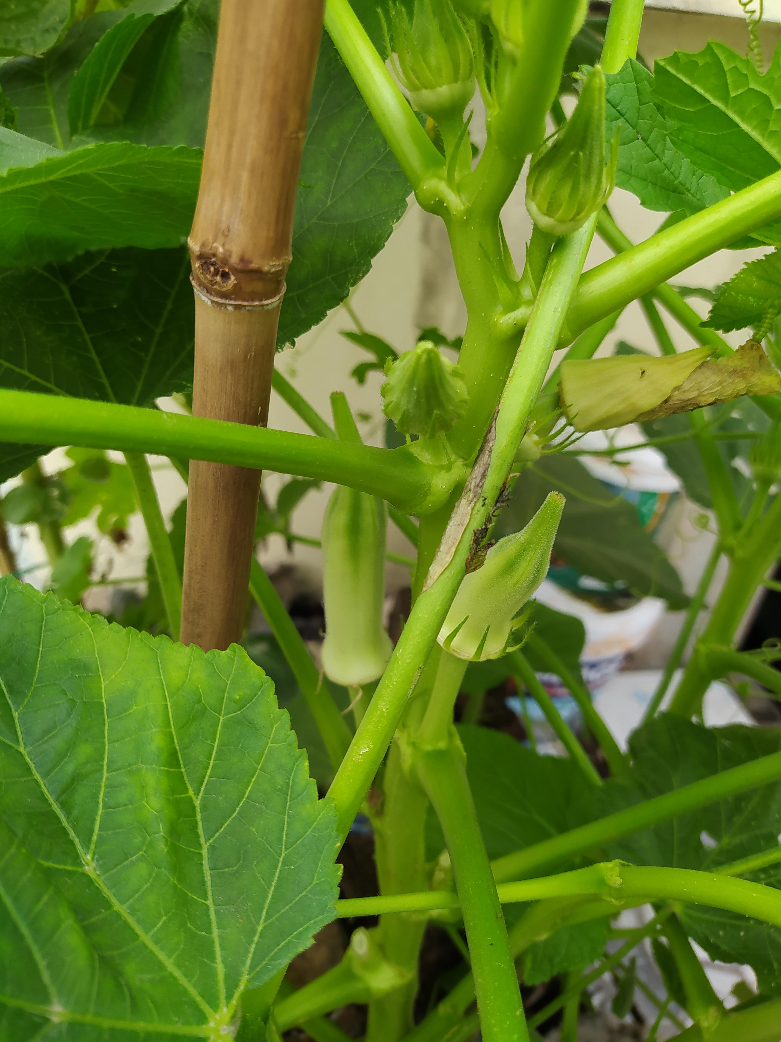 กระเจี๊ยบมอญสีขาว - Silver Queen Okra