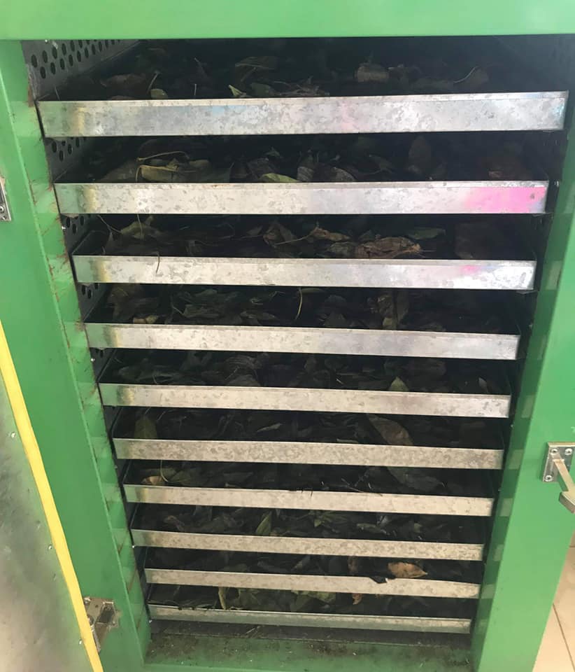 ผักเชียงดาแคปซูล Chiangda Capsule 150เม็ด ออร์แกนิค100% NFI ควบคุมเบาหวาน ลดความดัน ลดไขมันพอกตับ ดีท็อกซ์ แคปซูลพืช500mg ไม่ผสมสมุนไพรอื่น ปลอดสารเคมี จากเชียงใหม่ Organic Diabetes Blood Pressure Cholesterol Detox