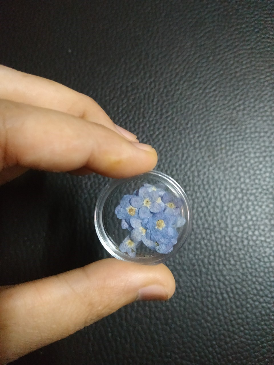 ดอกฟอร์เก็ตมีน็อตแห้ง - Dried Forget Me Not