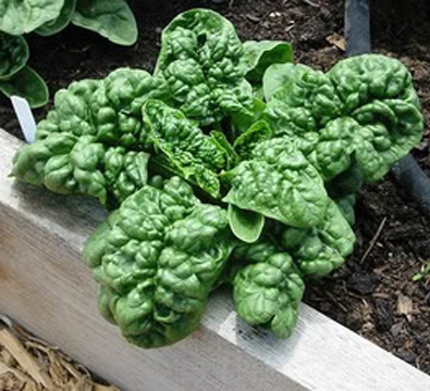 ผักปวยเล้งบลูมสเดล - Bloomsdale Spinach