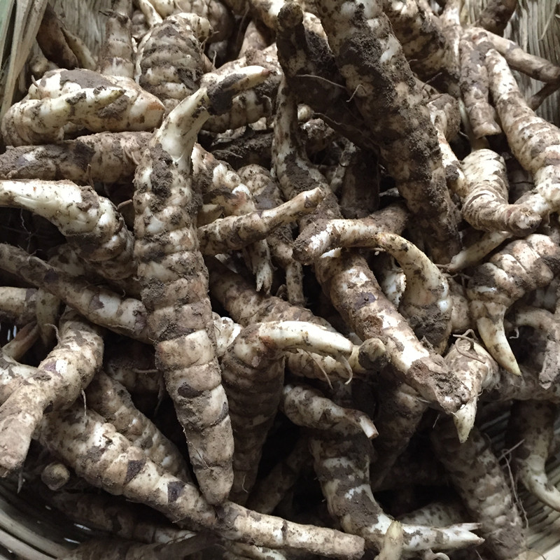 รากถั่วถังเช่า - Stachys geobombycis