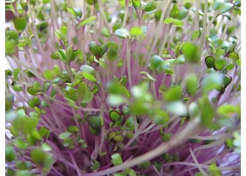 เคลรัสเซียสีแดง - Red Russian Kale