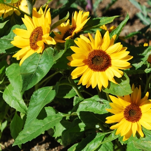 ทานตะวันบิ๊กสมายด์ - Big Smile Sunflower (พันธุ์แคระ)