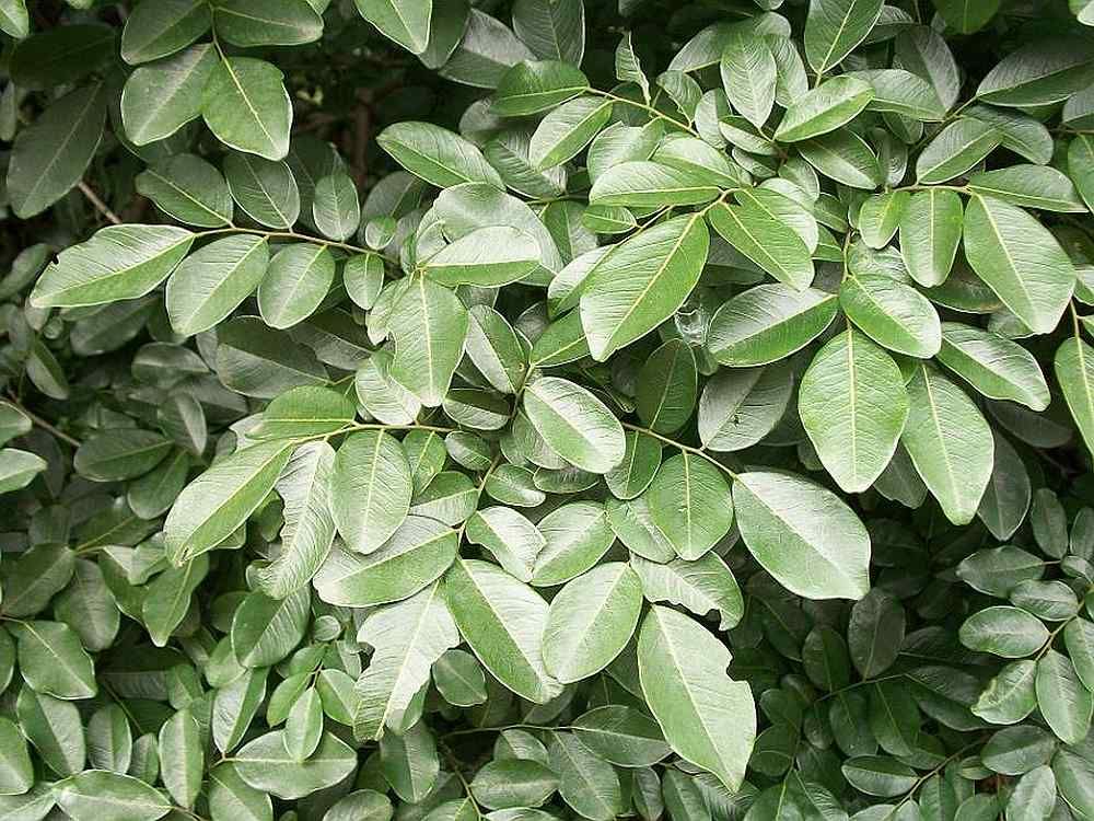 พะยูงไหหลำ - Dalbergia Odorifera (ไม้เนื้อสวย)