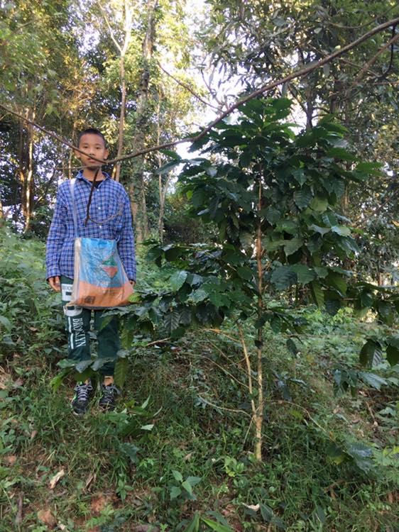 กาแฟบด ผงกาแฟ ขนาด 500 กรัม ชนิดคั่วเข้ม Ground Coffee - Medium Roast 500 g กาแฟอาราบิก้า (Arabica) 100% Shade Grown Coffee ปลูกกาแฟใต้ร่มเงา เมล็ดกาแฟออร์แกนิค ปลูกแบบธรรมชาติ ปลอดสาร จากยอดดอย อ.แม่อาย จ.เชียงใหม่