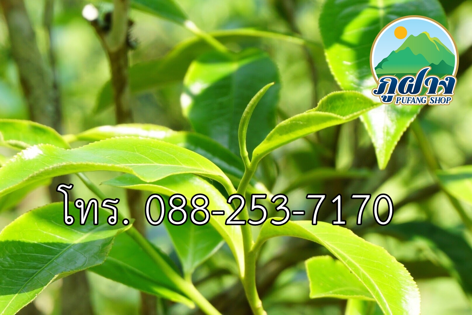 ใบชาสด ขนาด 500 กรัม ชาเขียวอัสสัมแบบสด ASSAM GREEN TEA ชาออแกร์นิค ชาป่า จากดอยลาง อ.แม่อาย สามารถนำไปประกอบอาหาร เช่น ยำเมี่ยง (ยำใบชา) สินค้า Preoder ต้องสั่งล่วงหน้า**