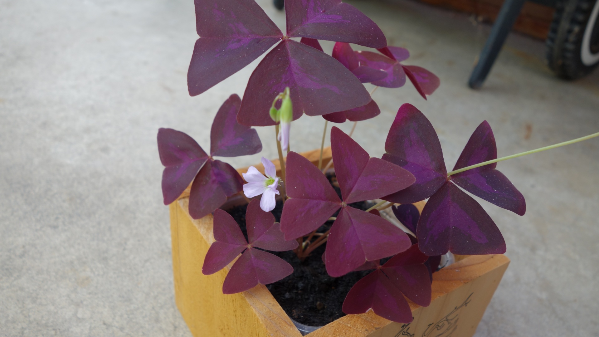 รากผีเสื้อราตรีสีม่วง - Oxalis triangularis 20 กรัม