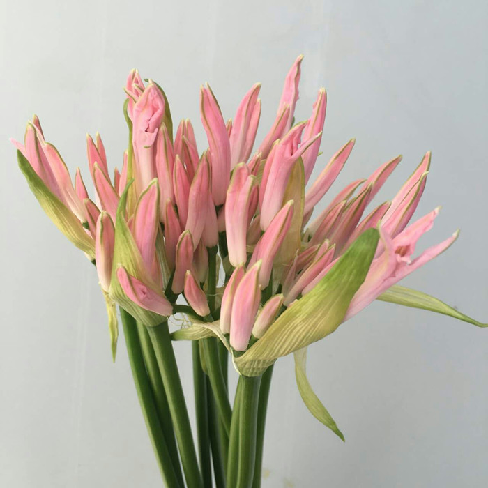 หัวลิลลี่แมงมุมสีชมพูกลีบหยิก - Pink Curling Spider Lily (Lycoris Sp.) 1 หัว