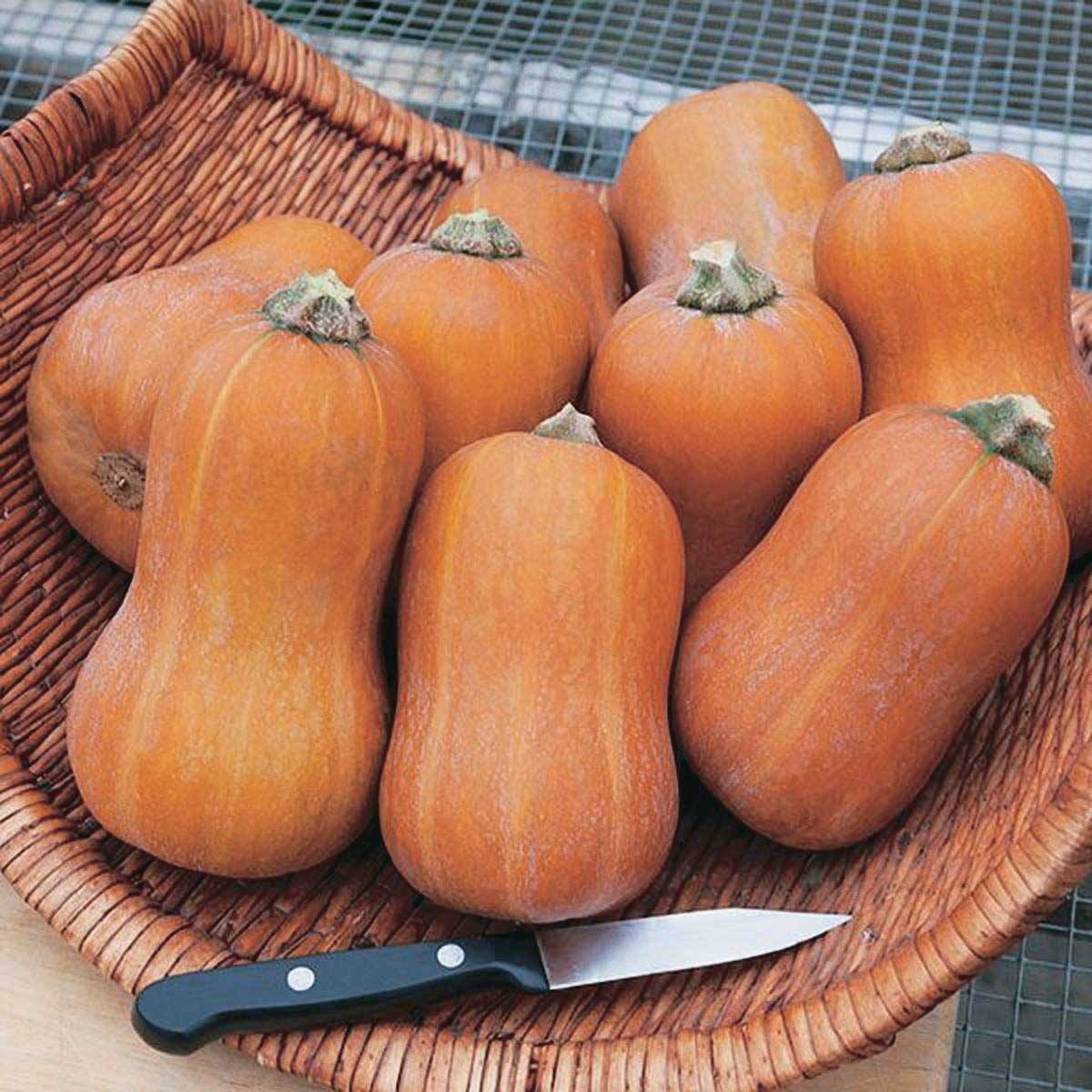 ฟักฮันนี่นัท - Honeynut Squash