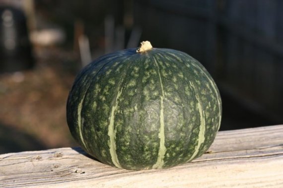 ฟักทองญี่ปุ่น - Japanese Pumpkin