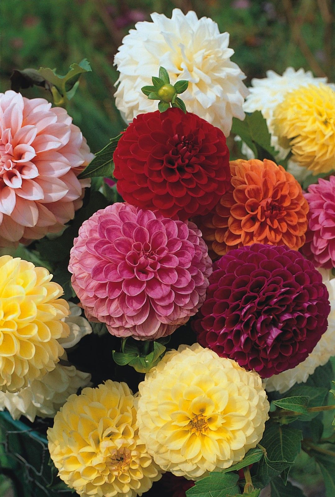 รักเร่ปอมปอมคละสี - Mixed Pompom Dahlia