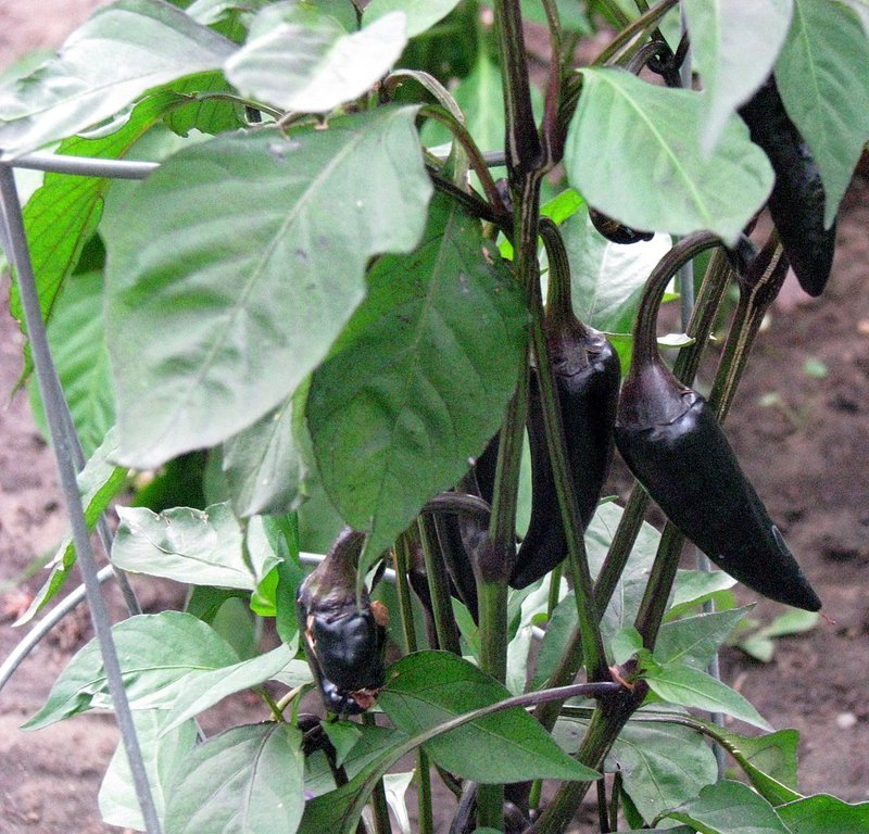 พริกฮังการีสีดำ - Black Hungarian Pepper
